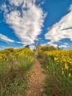 France, Provence. Montfuron Windmill (Moulin Saint-Elzear de Montfuron) with wildflowers. Art Print